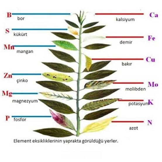 ELEMENT EKSIKLIKLERININ YAPRAKTA GÖRÜLDÜ?Ü YERLER